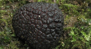 Lanýž je lahodná houba: vlastnosti a druhy